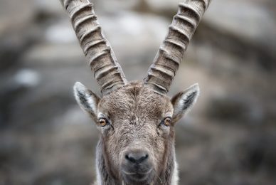 Gran-paradiso-widllife-photography-workshop