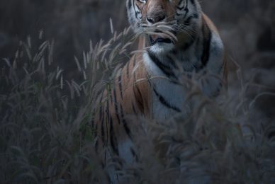 bengala-tiger-photographic-tour-tigre-del-bengala-india-tour-fotografico