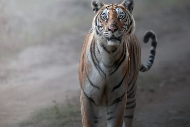 bengala-tiger-photographic-tour-tigre-del-bengala-india-tour-fotografico