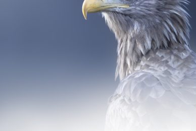 eagle-and-wolves-poland