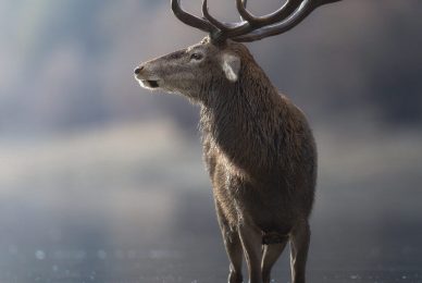 italian-national-parks-wildlife-photography-workshop-italy-abruzzo