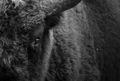 Poland-wildlife-tour