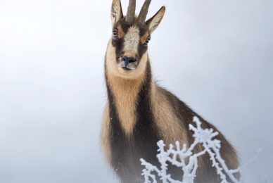 camoscio-appenninico-nel-Parco nazionale-dei-monti-sibillini