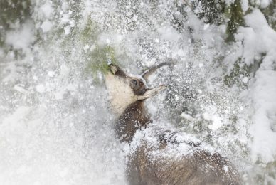 Camoscio ramo neeve copia 3