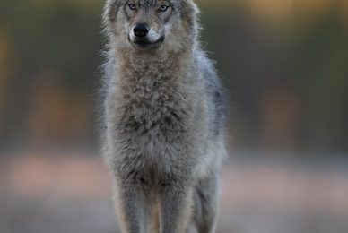 wild-finland-workshop-fotografia-naturalistica-wildlife-photography-workshop