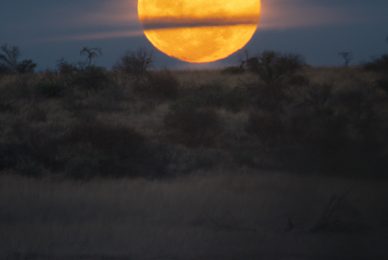 Kgalagadi Transfrontier Park, South Africa, Botsawa, Photographic Safari