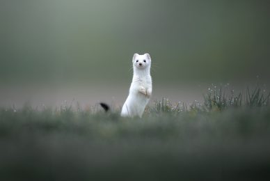 tour-fotografico-winter-switzerland-ermellino