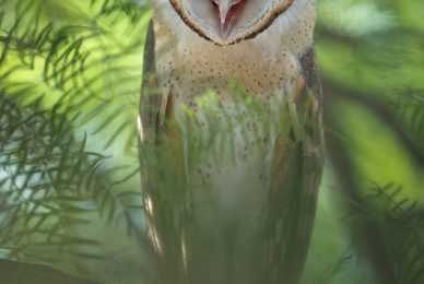 Kgalagadi Transfrontier Park, South Africa, Botsawa, Photographic Safari