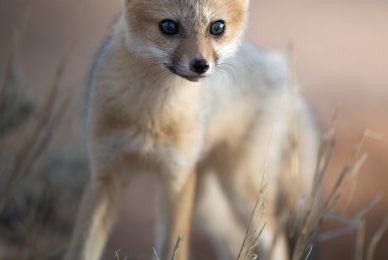 Kgalagadi Transfrontier Park, South Africa, Botsawa, Photographic Safari
