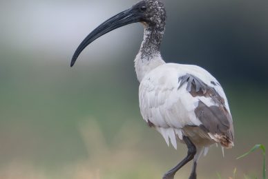 ibis-sacro-toscana-workshop-fotografia-naturalistica-introduttivo