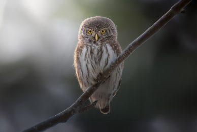 tour-fotografico-winter-switzerland-civetta-nana