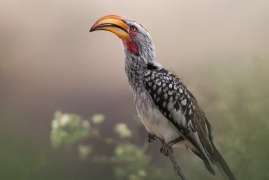 Kgalagadi Transfrontier Park, South Africa, Botsawa, Photographic Safari