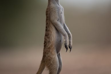 Kgalagadi Transfrontier Park, South Africa, Botsawa, Photographic Safari