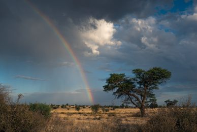 Kgalagadi Transfrontier Park, South Africa, Botsawa, Photographic Safari