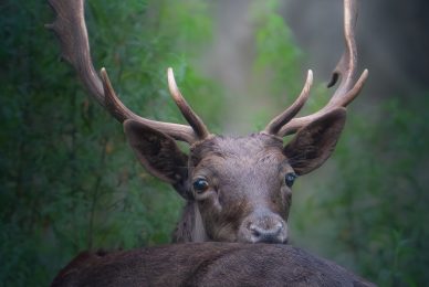 Daino-toscana-workshop-fotografia-naturalistica-introduttivo