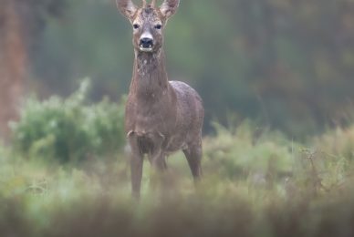 capriolo-toscana-workshop-fotografia-naturalistica-introduttivo