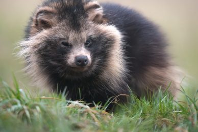 Poland-wildlife-tour