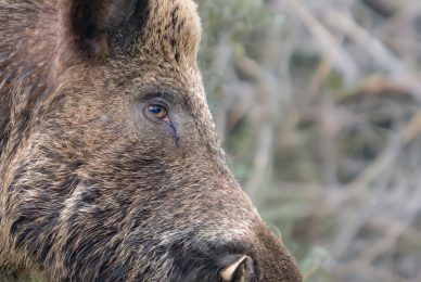cinghiale-toscana-workshop-fotografia-naturalistica-introduttivo