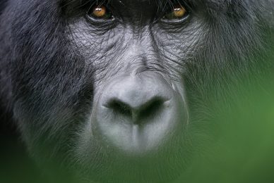 uganda-primate-shoebill-safari-tour-gorilla-chimps