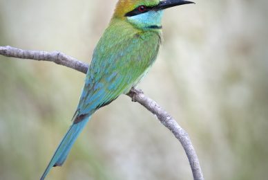 A curated collection of images from our wildlife photography tour across Wilpattu, Kumana, and Sinharaja. From intimate encounters with the endemic Sri Lankan leopard and sloth bears, to elephants, owls, and a vibrant array of tropical birds — this journey captures the raw beauty and diversity of one of the Indian Ocean’s most unique islands. Morning safaris, jungle walks, and macro sessions come together in this immersive experience through Sri Lanka’s wildest corners.