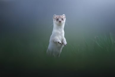 tour-fotografico-winter-switzerland-ermellino