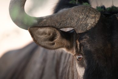 Kgalagadi Transfrontier Park, South Africa, Botsawa, Photographic Safari