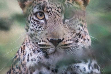 _DSC3508-2-sharpened-1