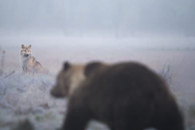 wild-finland-workshop-fotografia-naturalistica-wildlife-photography-workshop