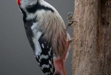 Poland-wildlife-tour