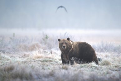 wild-finland-workshop-fotografia-naturalistica-wildlife-photography-workshop