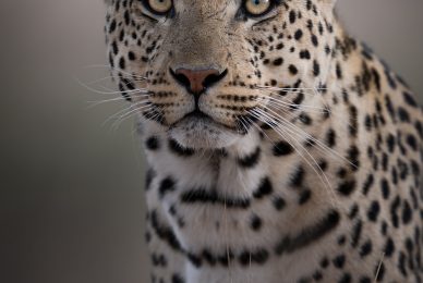 Kgalagadi Transfrontier Park, South Africa, Botsawa, Photographic Safari