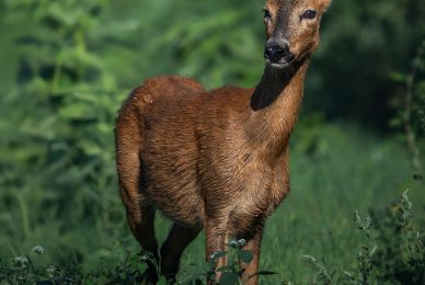 Roe deer-Tuscany-workshop-nature-photography-introductory