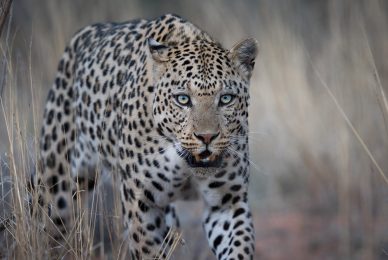 Kgalagadi Transfrontier Park, South Africa, Botsawa, Photographic Safari