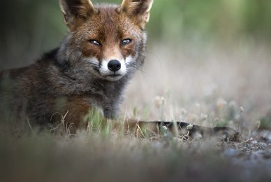 Volpe-toscana-workshop-fotografia-naturalistica-introduttivo