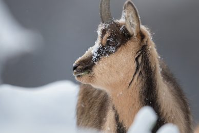 camoscio-appenninico-nel-Parco nazionale-dei-monti-sibillini
