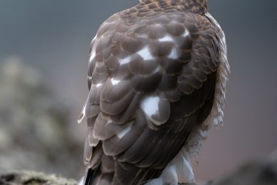 Poland-wildlife-tour