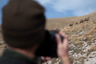 camoscio-appenninico-nel-Parco nazionale-dei-monti-sibillini