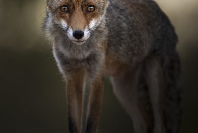 volpe-toscana-workshop-fotografia-naturalistica-introduttivo