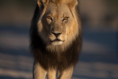 Kgalagadi Transfrontier Park, South Africa, Botsawa, Photographic Safari