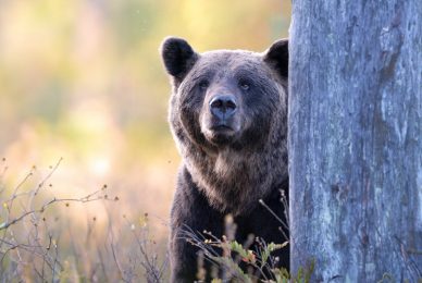 wild-finland-workshop-fotografia-naturalistica-wildlife-photography-workshop