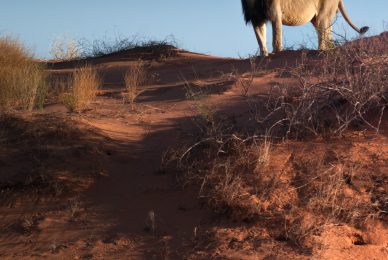 Kgalagadi Transfrontier Park, South Africa, Botsawa, Photographic Safari