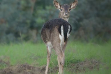 daino-toscana-workshop-fotografia-naturalistica-introduttivo