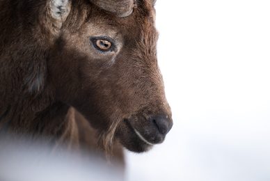 -Italian-national-parks-wildlife-photography-workshop-abruzzo-national-park-gran-paradiso-national-park-sibillini-national-park
