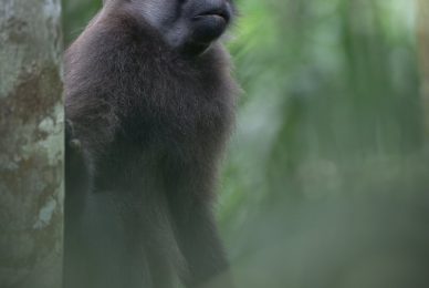 uganda-primate-shoebill-safari-tour-gorilla-chimps