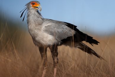 Kgalagadi Transfrontier Park, South Africa, Botsawa, Photographic Safari