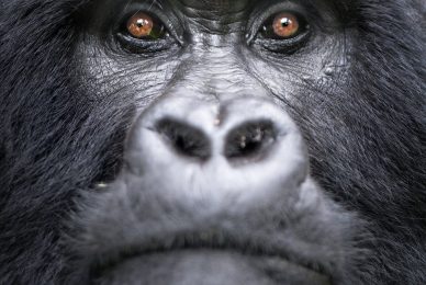 uganda-primate-shoebill-safari-tour-gorilla-chimps