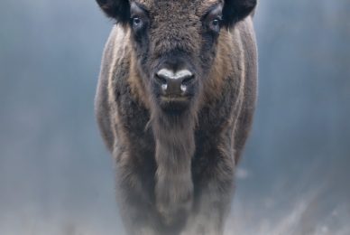 Poland-wildlife-tour