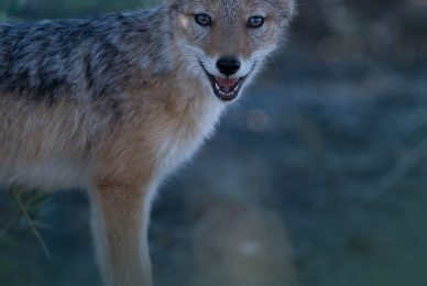 Kgalagadi Transfrontier Park, South Africa, Botsawa, Photographic Safari