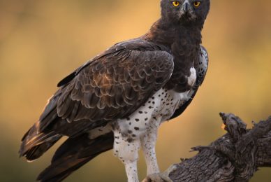 _DSC7650-2-sharpened