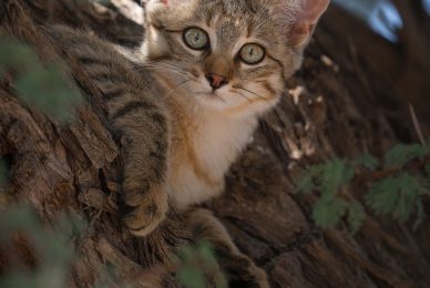 Kgalagadi Transfrontier Park, South Africa, Botsawa, Photographic Safari